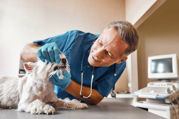 Best Emergency Wisdom Teeth Removal in Hernando, MS